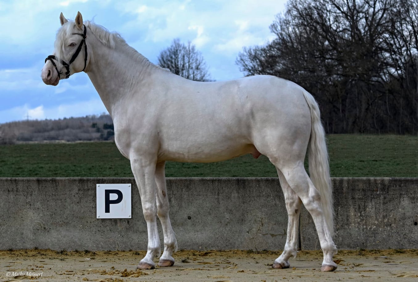 Candidus von Nüx Cremello Deckhengst vom Hengsthof Gut Nüxei