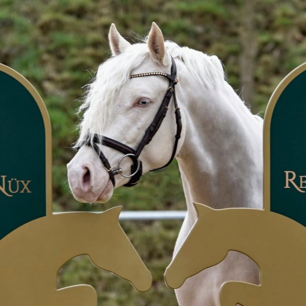 Candidus von Nüx Cremello Deckhengst vom Hengsthof Gut Nüxei