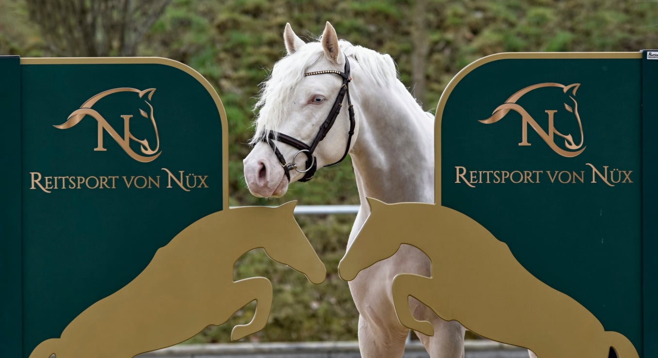 Candidus von Nüx Cremello Deckhengst vom Hengsthof Gut Nüxei