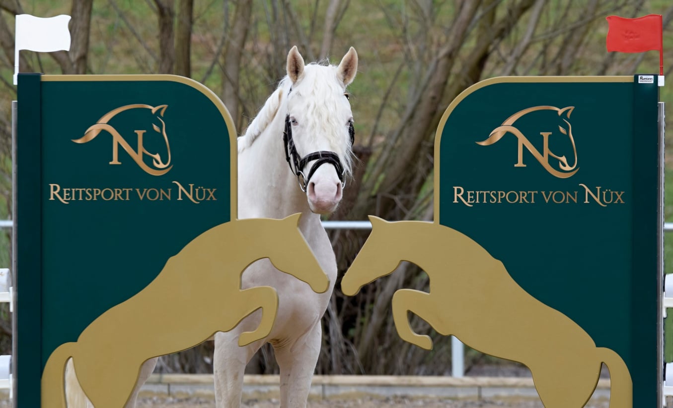 Candidus von Nüx Cremello Deckhengst vom Hengsthof Gut Nüxei