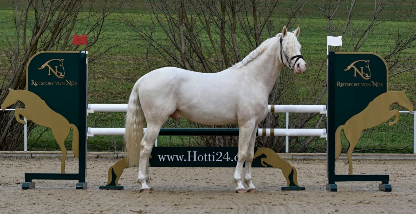 Candidus von Nüx Cremello Deckhengst vom Hengsthof Gut Nüxei