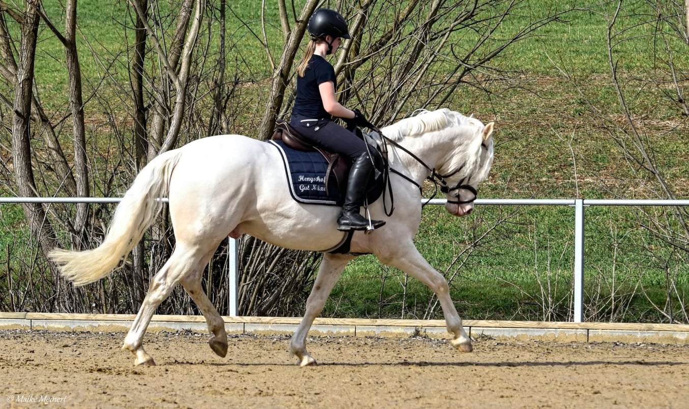 Candidus von Nüx Cremello Deckhengst vom Hengsthof Gut Nüxei