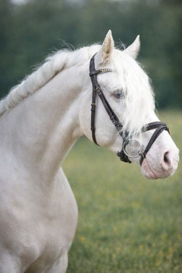 Candidus von Nüx Cremello Deckhengst vom Hengsthof Gut Nüxei