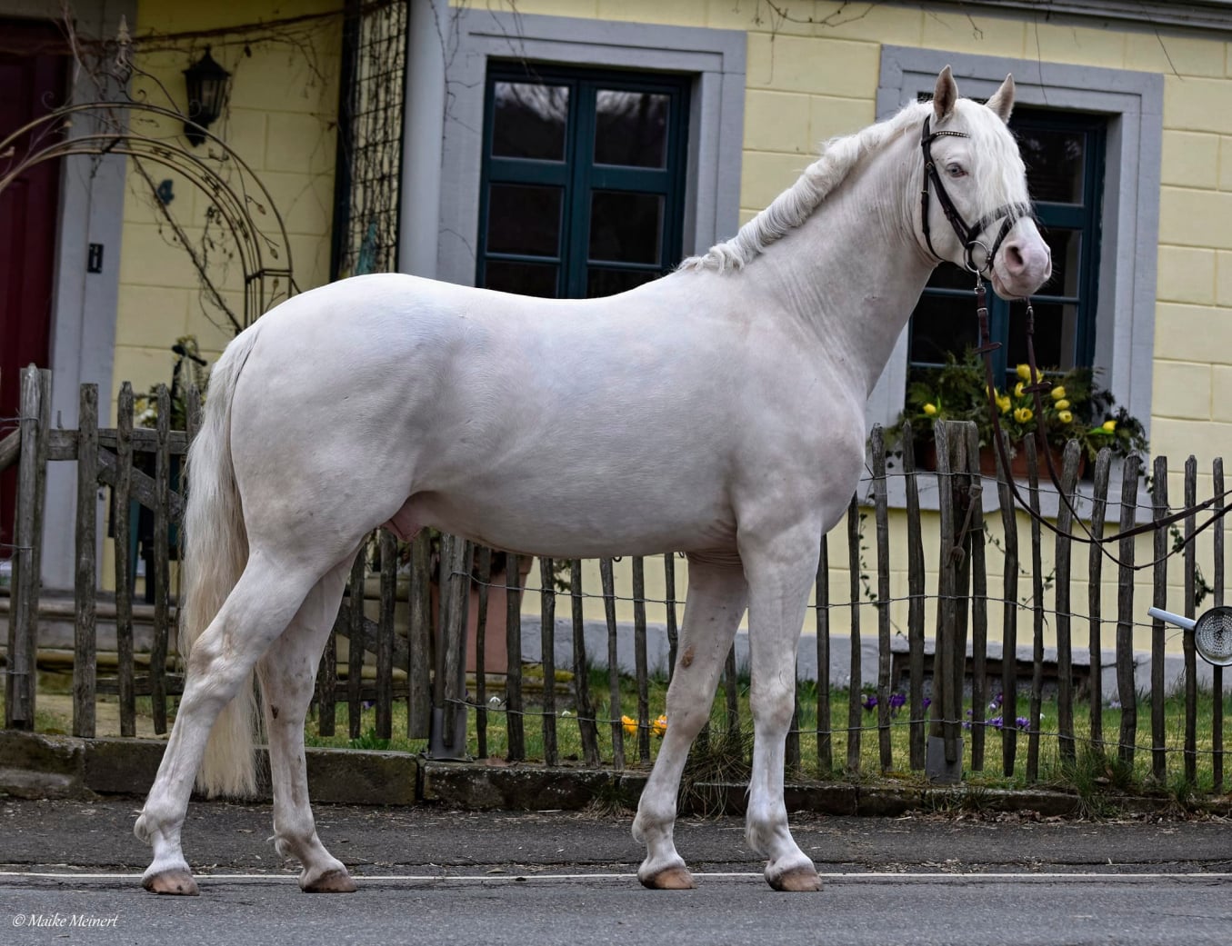 Candidus von Nüx Cremello Deckhengst vom Hengsthof Gut Nüxei