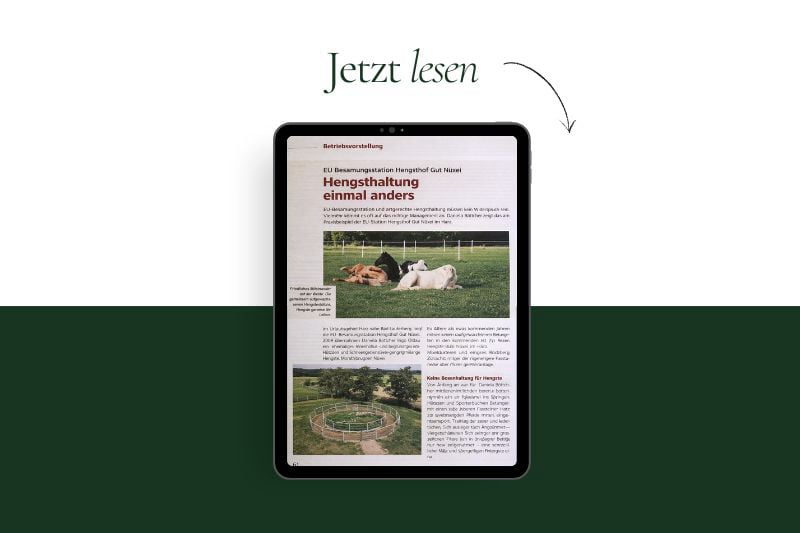 EU Besamungsstation Hengsthof Gut Nüxei Harz Hengsthaltung