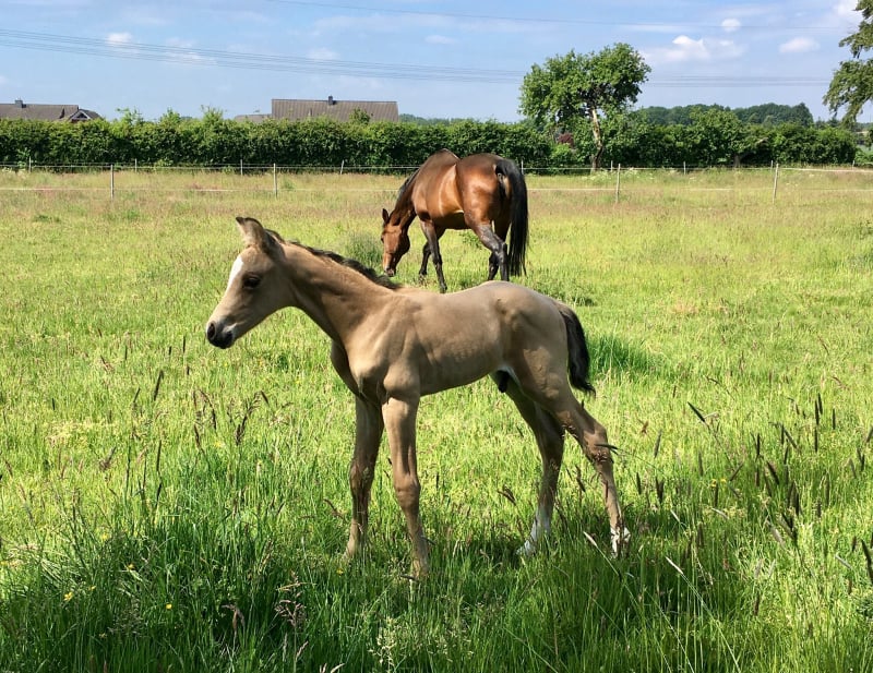 Soel'rings Cuvée Cremello Deckhengst mit geflochtener Mähne – Detailaufnahme des Kleinen Deutschen Reitpferdes vom Hengsthof Gut Nüxei im Harz