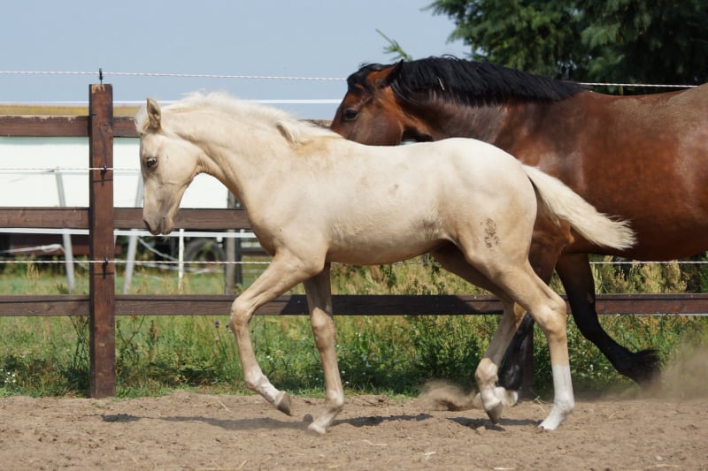 Soel'rings Cuvée Cremello Deckhengst mit geflochtener Mähne – Detailaufnahme des Kleinen Deutschen Reitpferdes vom Hengsthof Gut Nüxei im Harz