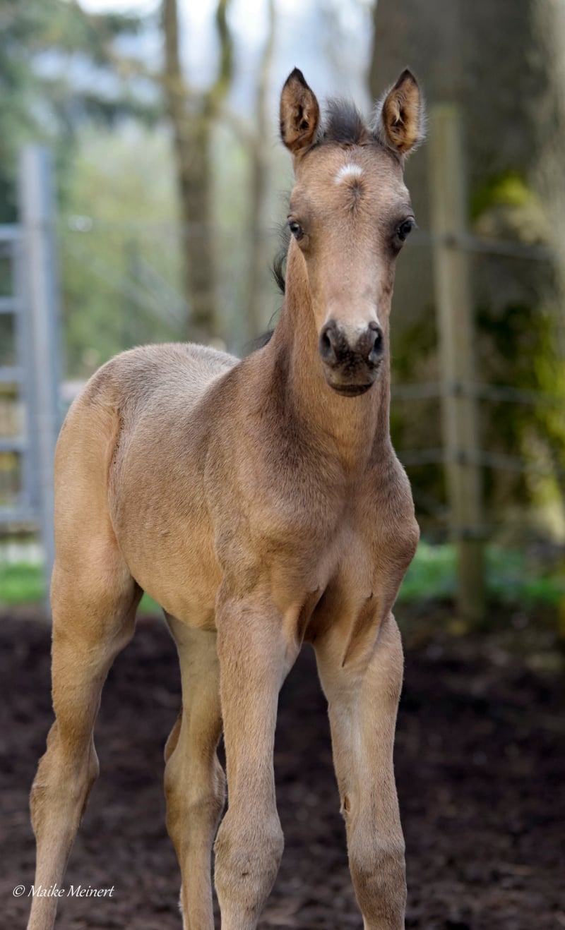 Soel'rings Cuvée Cremello Deckhengst mit geflochtener Mähne – Detailaufnahme des Kleinen Deutschen Reitpferdes vom Hengsthof Gut Nüxei im Harz