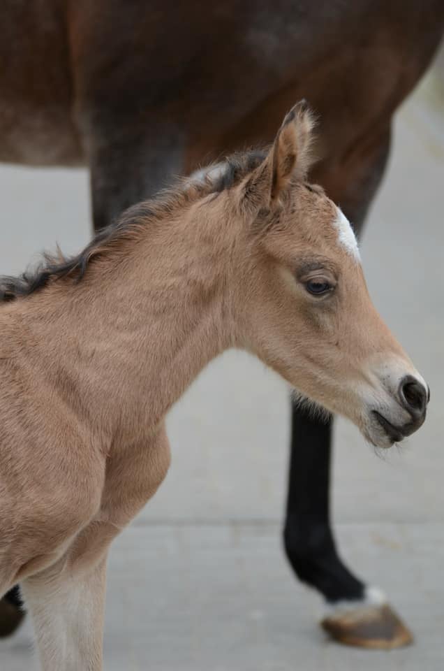 Soel'rings Cuvée Cremello Deckhengst mit geflochtener Mähne – Detailaufnahme des Kleinen Deutschen Reitpferdes vom Hengsthof Gut Nüxei im Harz