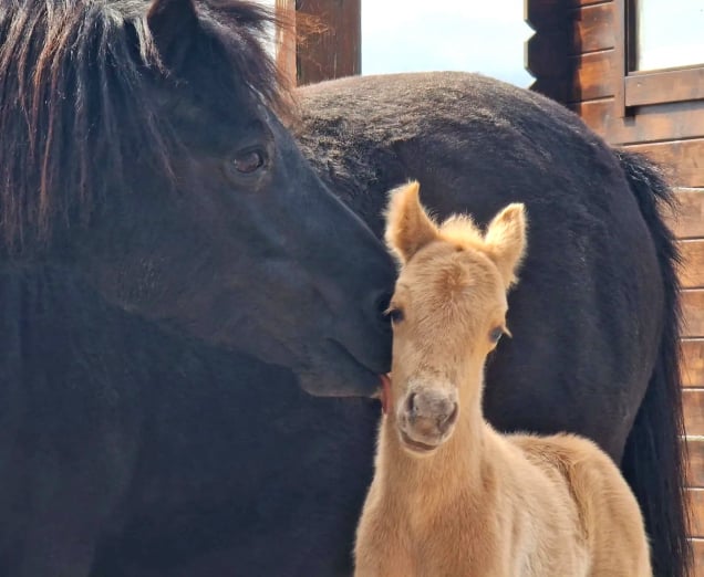 Soel'rings Cuvée Cremello Deckhengst mit geflochtener Mähne – Detailaufnahme des Kleinen Deutschen Reitpferdes vom Hengsthof Gut Nüxei im Harz