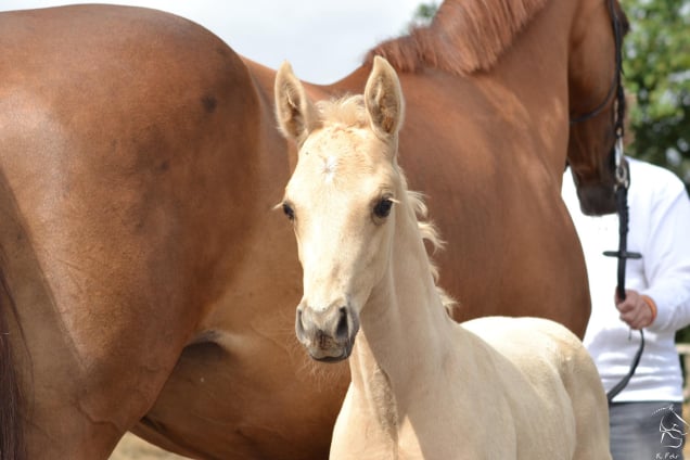 Soel'rings Cuvée Cremello Deckhengst mit geflochtener Mähne – Detailaufnahme des Kleinen Deutschen Reitpferdes vom Hengsthof Gut Nüxei im Harz