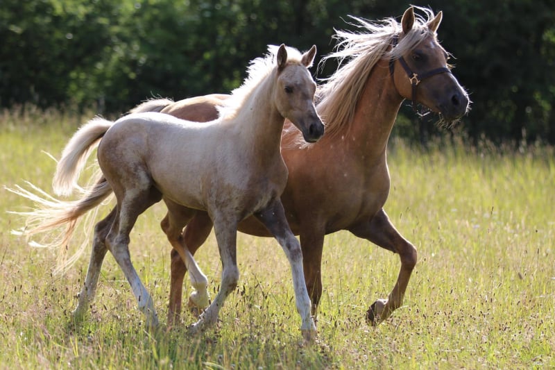 Soel'rings Cuvée Cremello Deckhengst mit geflochtener Mähne – Detailaufnahme des Kleinen Deutschen Reitpferdes vom Hengsthof Gut Nüxei im Harz