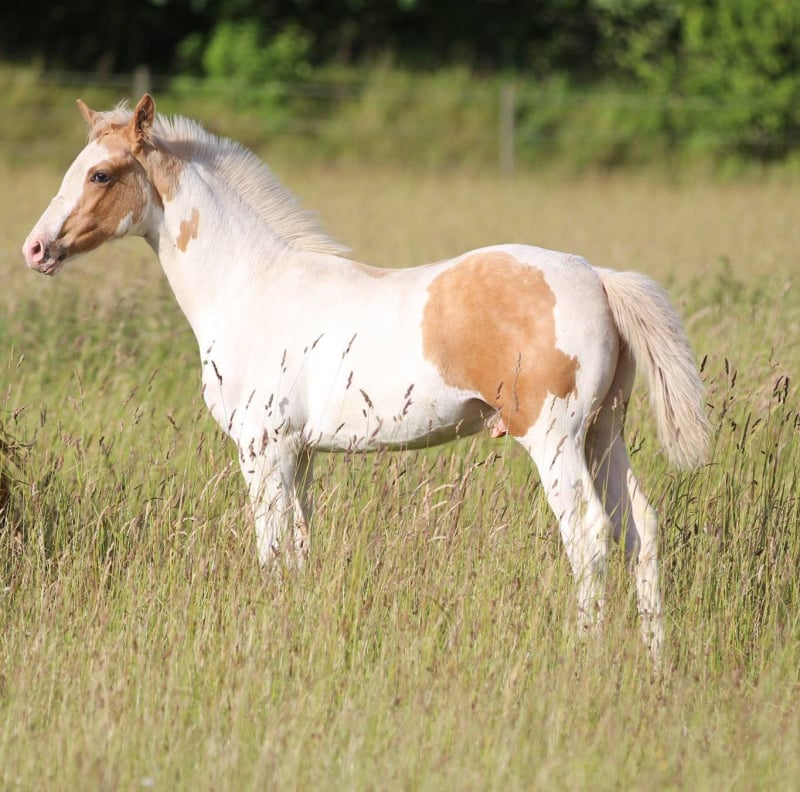 Soel'rings Cuvée Cremello Deckhengst mit geflochtener Mähne – Detailaufnahme des Kleinen Deutschen Reitpferdes vom Hengsthof Gut Nüxei im Harz