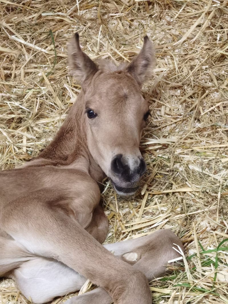 Soel'rings Cuvée Cremello Deckhengst mit geflochtener Mähne – Detailaufnahme des Kleinen Deutschen Reitpferdes vom Hengsthof Gut Nüxei im Harz