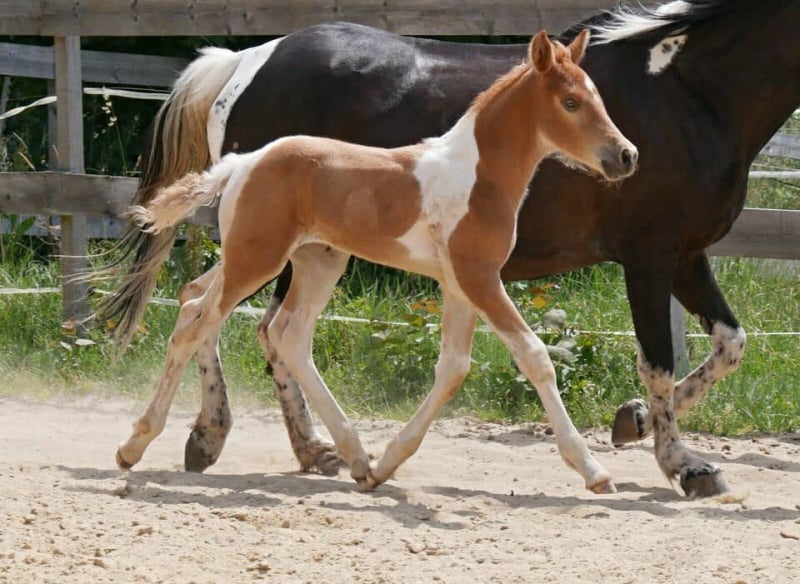 Soel'rings Cuvée Cremello Deckhengst mit geflochtener Mähne – Detailaufnahme des Kleinen Deutschen Reitpferdes vom Hengsthof Gut Nüxei im Harz