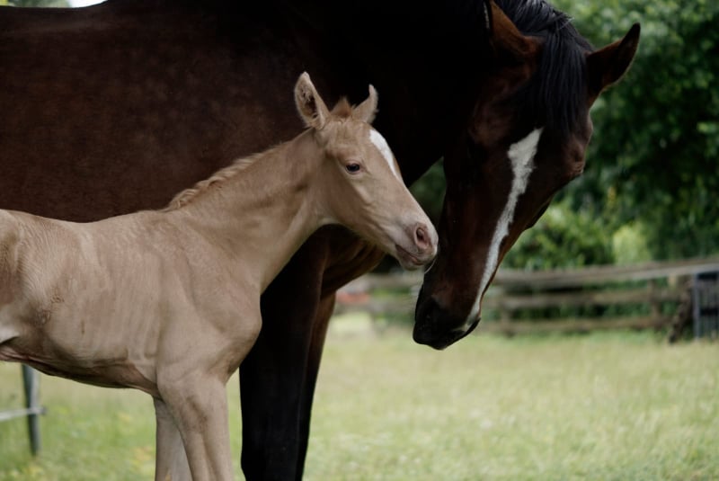 Soel'rings Cuvée Cremello Deckhengst mit geflochtener Mähne – Detailaufnahme des Kleinen Deutschen Reitpferdes vom Hengsthof Gut Nüxei im Harz