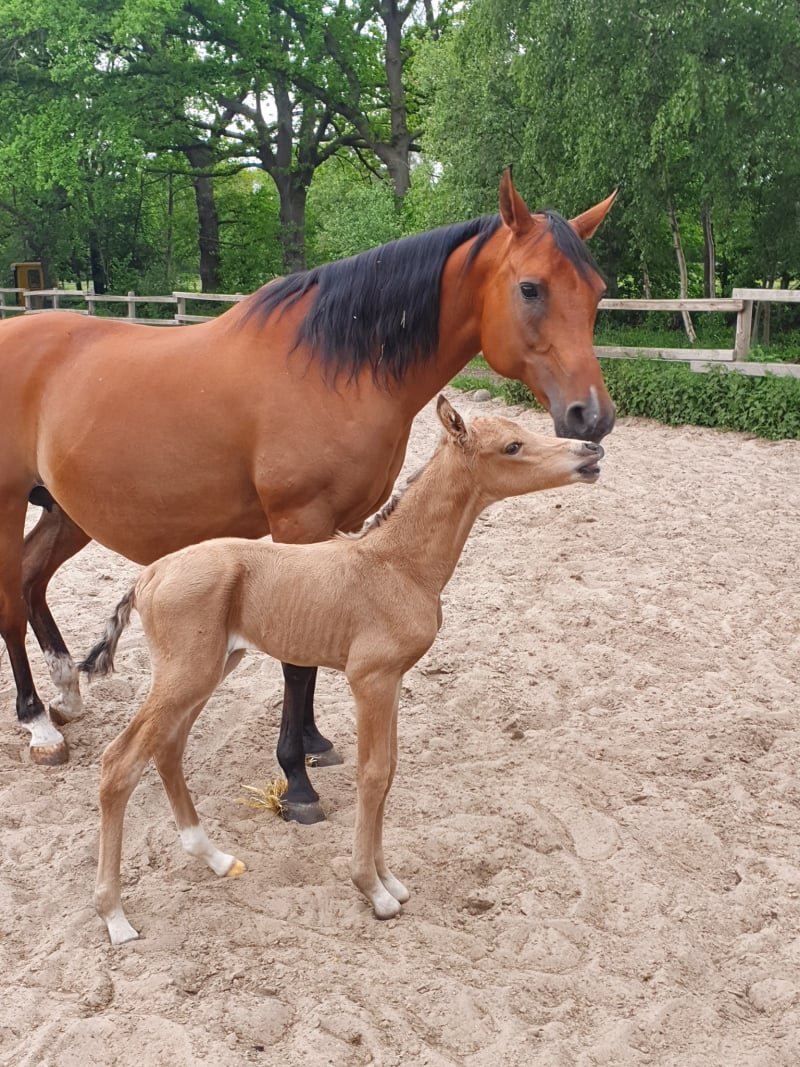 Soel'rings Cuvée Cremello Deckhengst mit geflochtener Mähne – Detailaufnahme des Kleinen Deutschen Reitpferdes vom Hengsthof Gut Nüxei im Harz