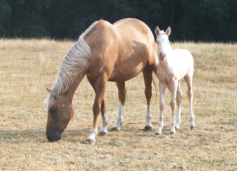 Soel'rings Cuvée Cremello Deckhengst mit geflochtener Mähne – Detailaufnahme des Kleinen Deutschen Reitpferdes vom Hengsthof Gut Nüxei im Harz