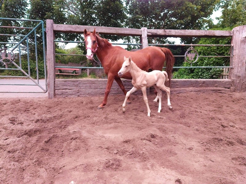 Soel'rings Cuvée Cremello Deckhengst mit geflochtener Mähne – Detailaufnahme des Kleinen Deutschen Reitpferdes vom Hengsthof Gut Nüxei im Harz