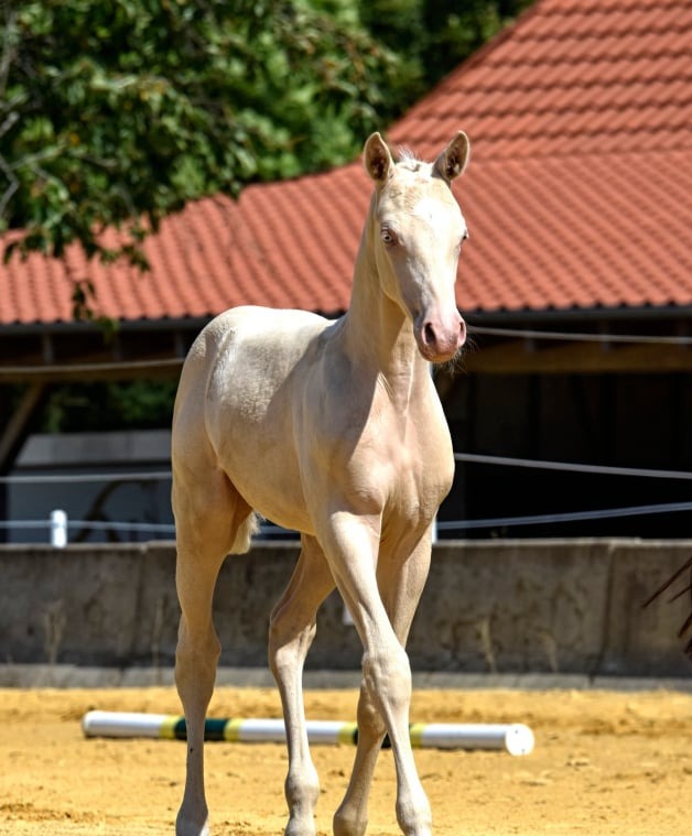 Soel'rings Cuvée Cremello Deckhengst mit geflochtener Mähne – Detailaufnahme des Kleinen Deutschen Reitpferdes vom Hengsthof Gut Nüxei im Harz