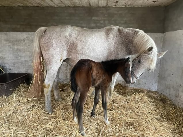 Soel'rings Cuvée Cremello Deckhengst mit geflochtener Mähne – Detailaufnahme des Kleinen Deutschen Reitpferdes vom Hengsthof Gut Nüxei im Harz