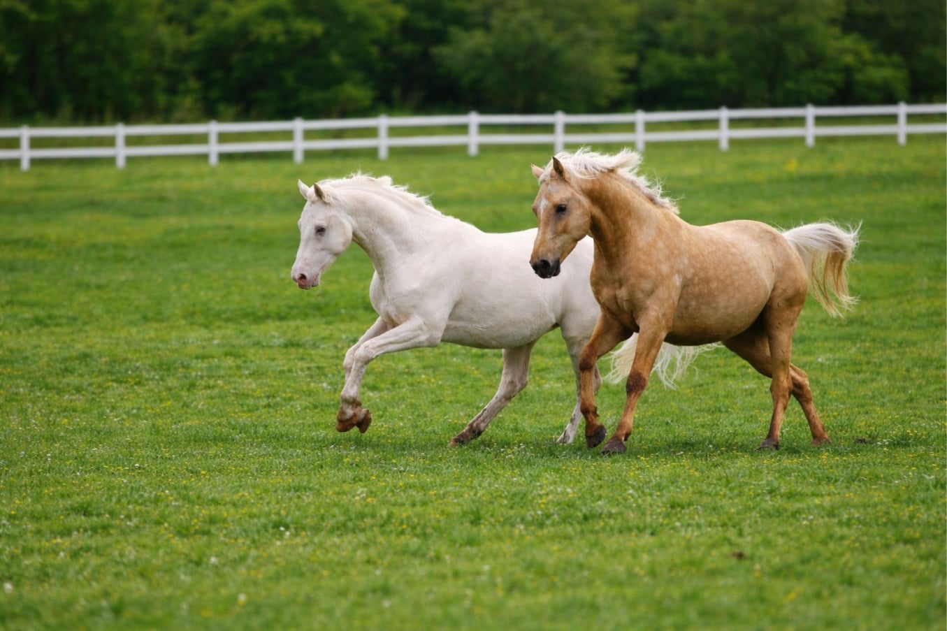 Zwei Hengste laufen auf einer grünen Weide am Hengsthof Gut Nüxei bei Bad Sachsa im Harz