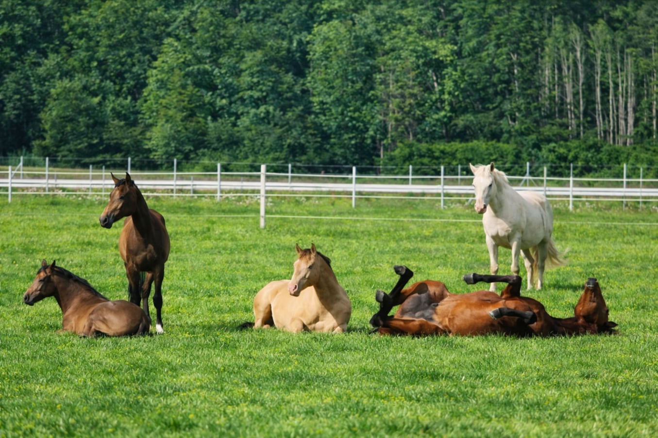 Pferdeherde auf der Weide am Hengsthof Gut Nüxei im Harz.