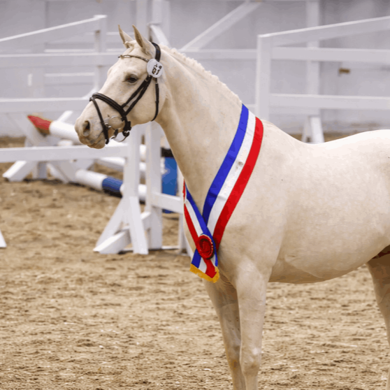 Soel'rings Cuvée Deckhengst, Kleines Deutsches Reitpferd in Cremello auf der Weide beim Hengsthof Gut Nüxei im Harz