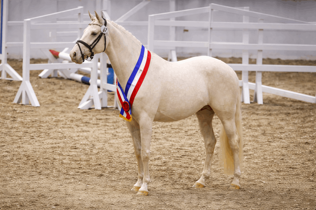 Soel'rings Cuvée Cremello Deckhengst, Kleines Deutsches Reitpferd, prämiert bei einer Körung