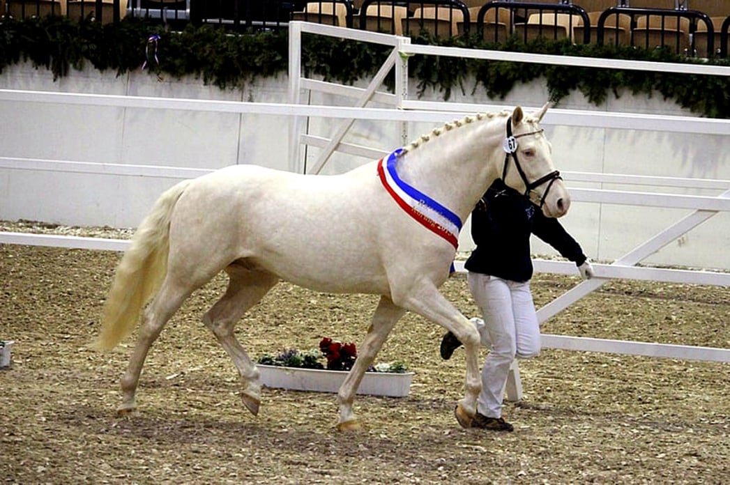 Soel'rings Cuvée Cremello Deckhengst, Kleines Deutsches Reitpferd, prämiert bei einer Körung