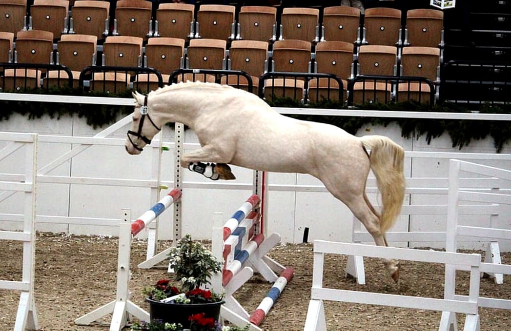 Soel'rings Cuvée Cremello Deckhengst, Kleines Deutsches Reitpferd, prämiert bei einer Körung