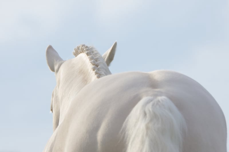 Soel'rings Cuvée Cremello Deckhengst mit geflochtener Mähne – Detailaufnahme des Kleinen Deutschen Reitpferdes vom Hengsthof Gut Nüxei im Harz
