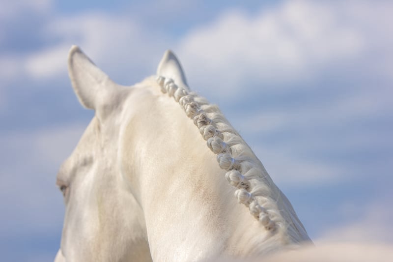 Soel'rings Cuvée Cremello Deckhengst mit geflochtener Mähne – Detailaufnahme des Kleinen Deutschen Reitpferdes vom Hengsthof Gut Nüxei im Harz