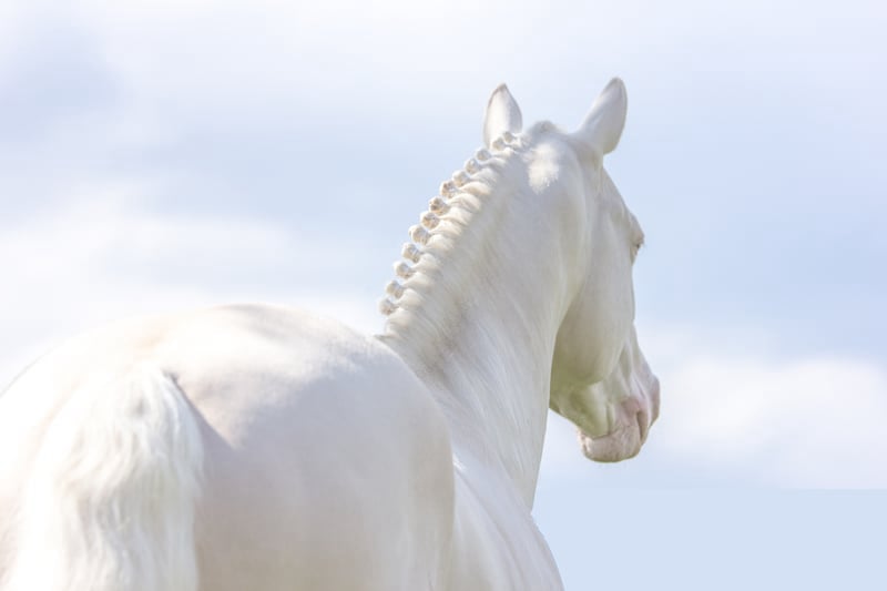 Soel'rings Cuvée Cremello Deckhengst mit geflochtener Mähne – Detailaufnahme des Kleinen Deutschen Reitpferdes vom Hengsthof Gut Nüxei im Harz