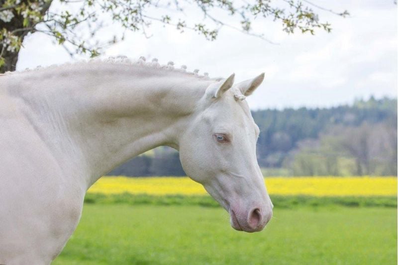 Soel'rings Cuvée Cremello Deckhengst mit geflochtener Mähne – Detailaufnahme des Kleinen Deutschen Reitpferdes vom Hengsthof Gut Nüxei im Harz