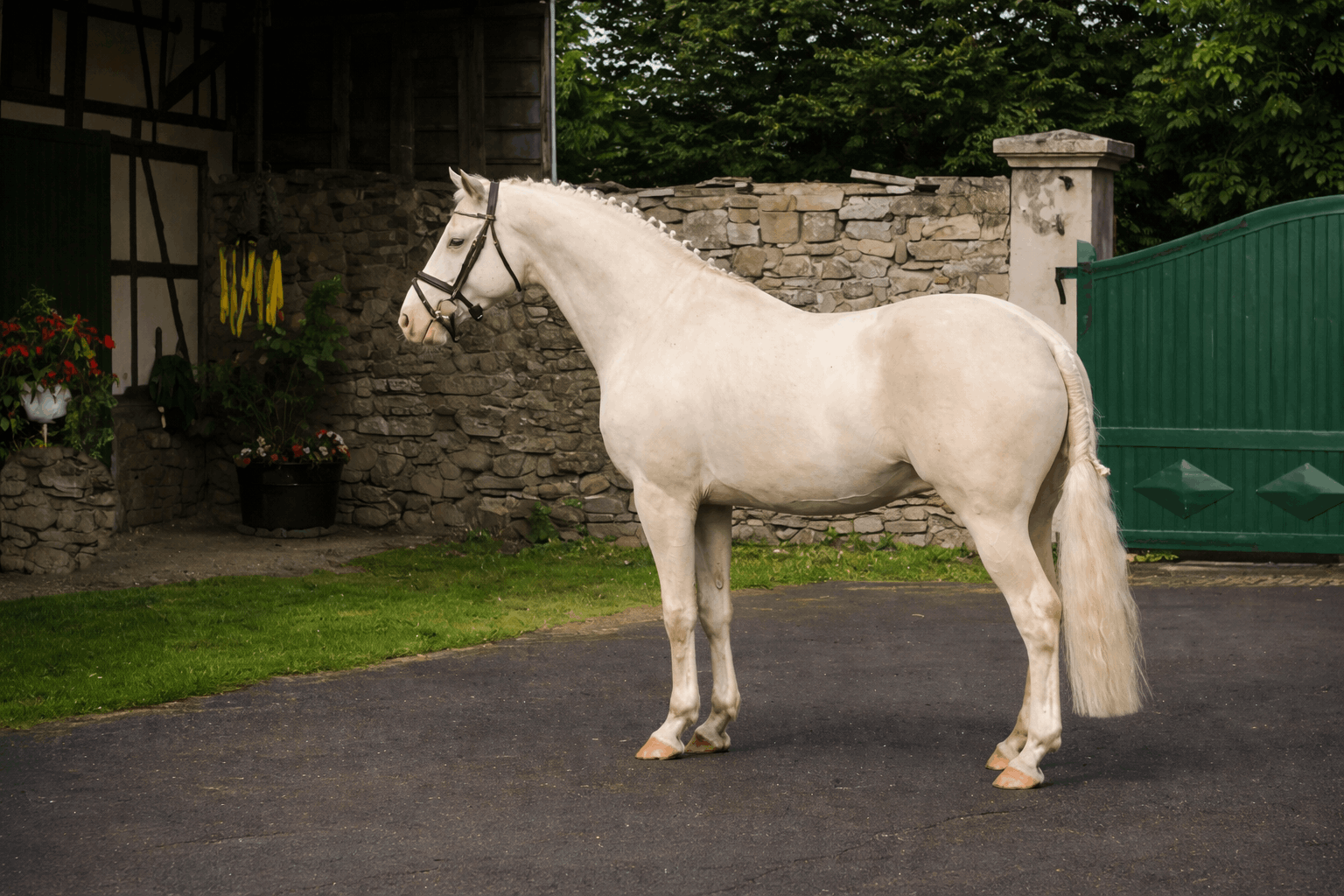 Soel'rings Cuvée Cremello Deckhengst mit geflochtener Mähne – Detailaufnahme des Kleinen Deutschen Reitpferdes vom Hengsthof Gut Nüxei im Harz