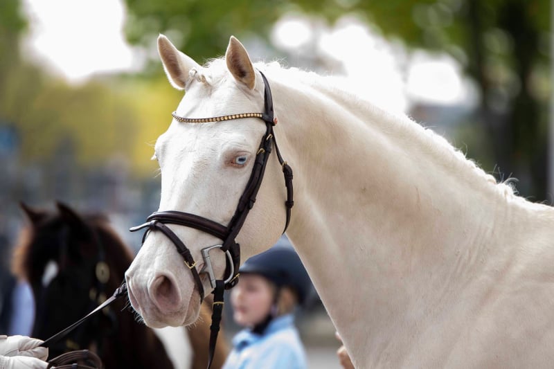 Soel'rings Cuvée Cremello Deckhengst mit geflochtener Mähne – Detailaufnahme des Kleinen Deutschen Reitpferdes vom Hengsthof Gut Nüxei im Harz