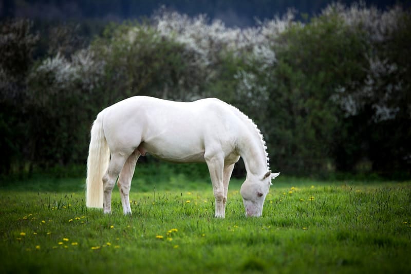 Soel'rings Cuvée Cremello Deckhengst mit geflochtener Mähne – Detailaufnahme des Kleinen Deutschen Reitpferdes vom Hengsthof Gut Nüxei im Harz