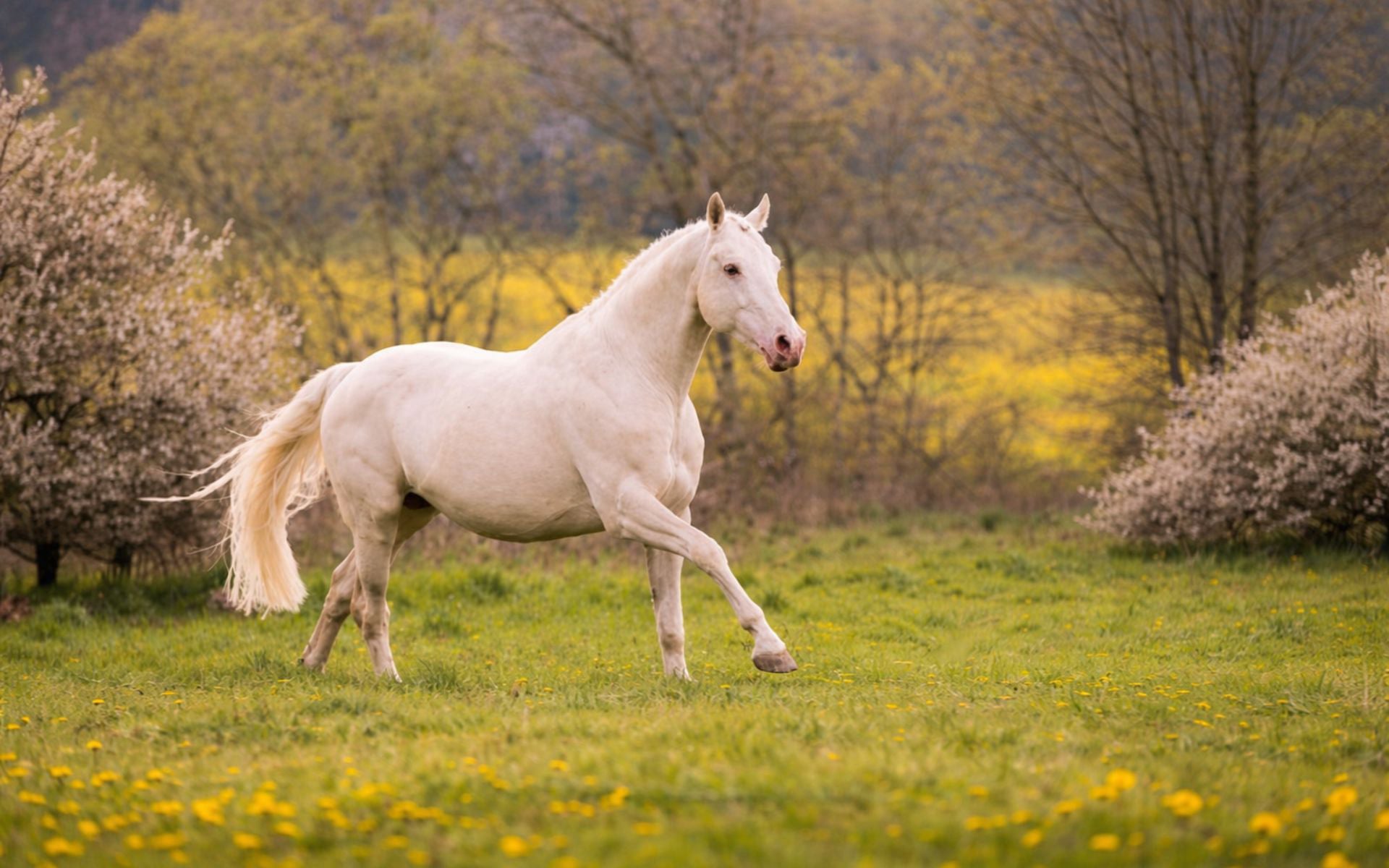Soel’rings Cuvee Cremello Deckhengst Hengsthof Gut Nüxei