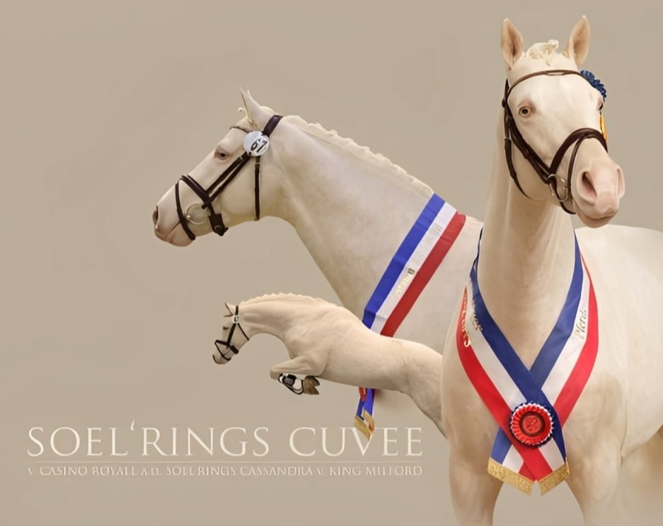 Soel'rings Cuvée Deckhengst, Kleines Deutsches Reitpferd in Cremello auf der Weide beim Hengsthof Gut Nüxei im Harz