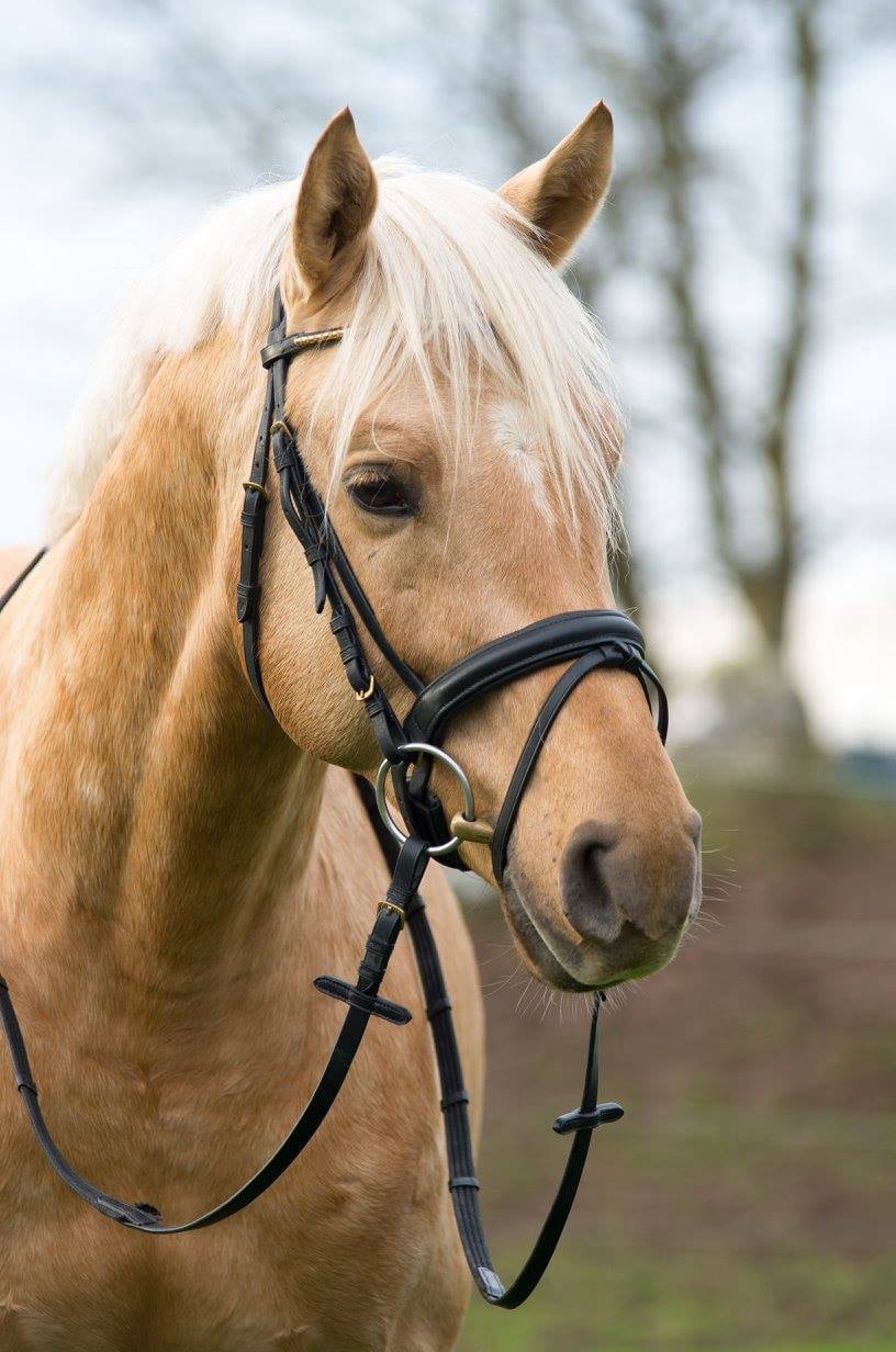 Soel'rings Cuvée Cremello Deckhengst mit geflochtener Mähne – Detailaufnahme des Kleinen Deutschen Reitpferdes vom Hengsthof Gut Nüxei im Harz