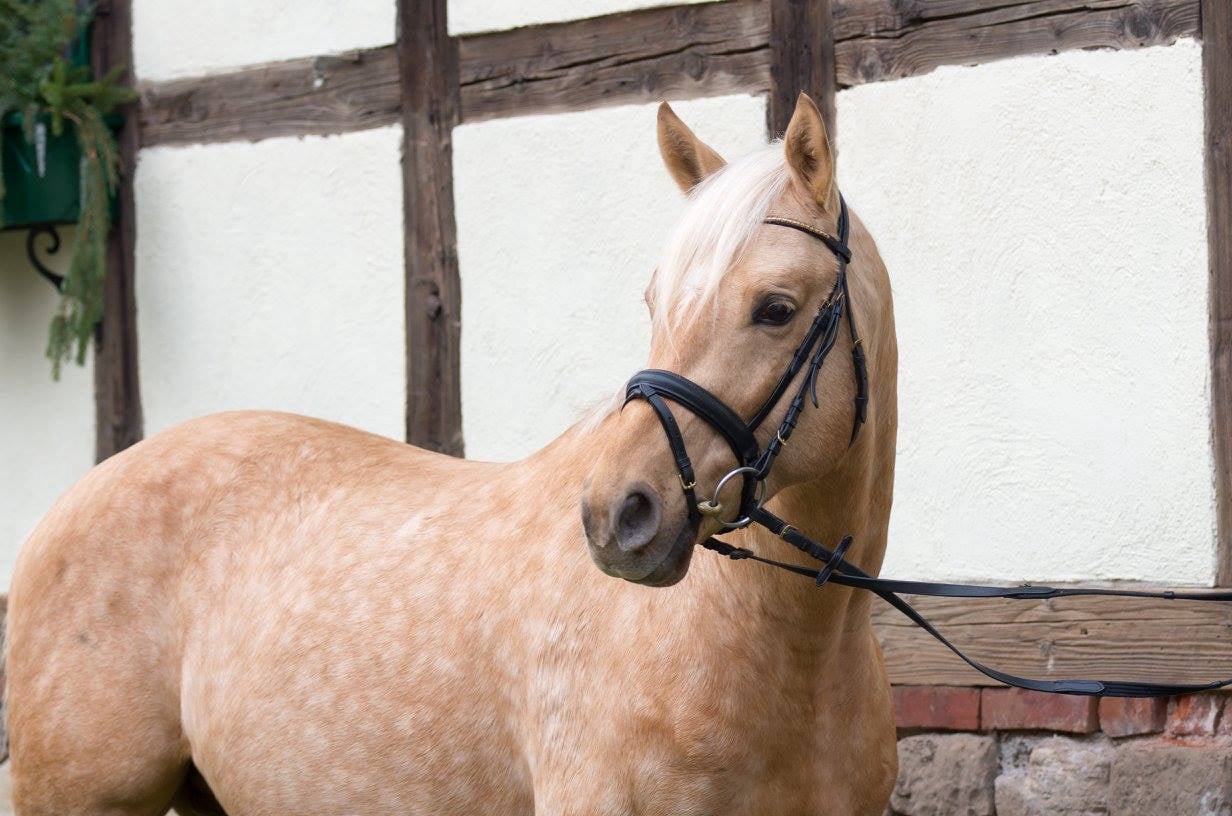 Soel'rings Cuvée Cremello Deckhengst mit geflochtener Mähne – Detailaufnahme des Kleinen Deutschen Reitpferdes vom Hengsthof Gut Nüxei im Harz