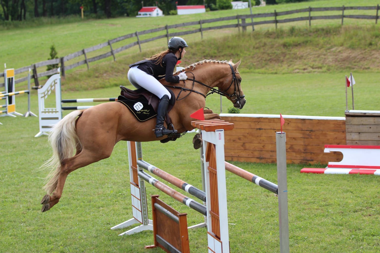 Soel'rings Cuvée Cremello Deckhengst mit geflochtener Mähne – Detailaufnahme des Kleinen Deutschen Reitpferdes vom Hengsthof Gut Nüxei im Harz