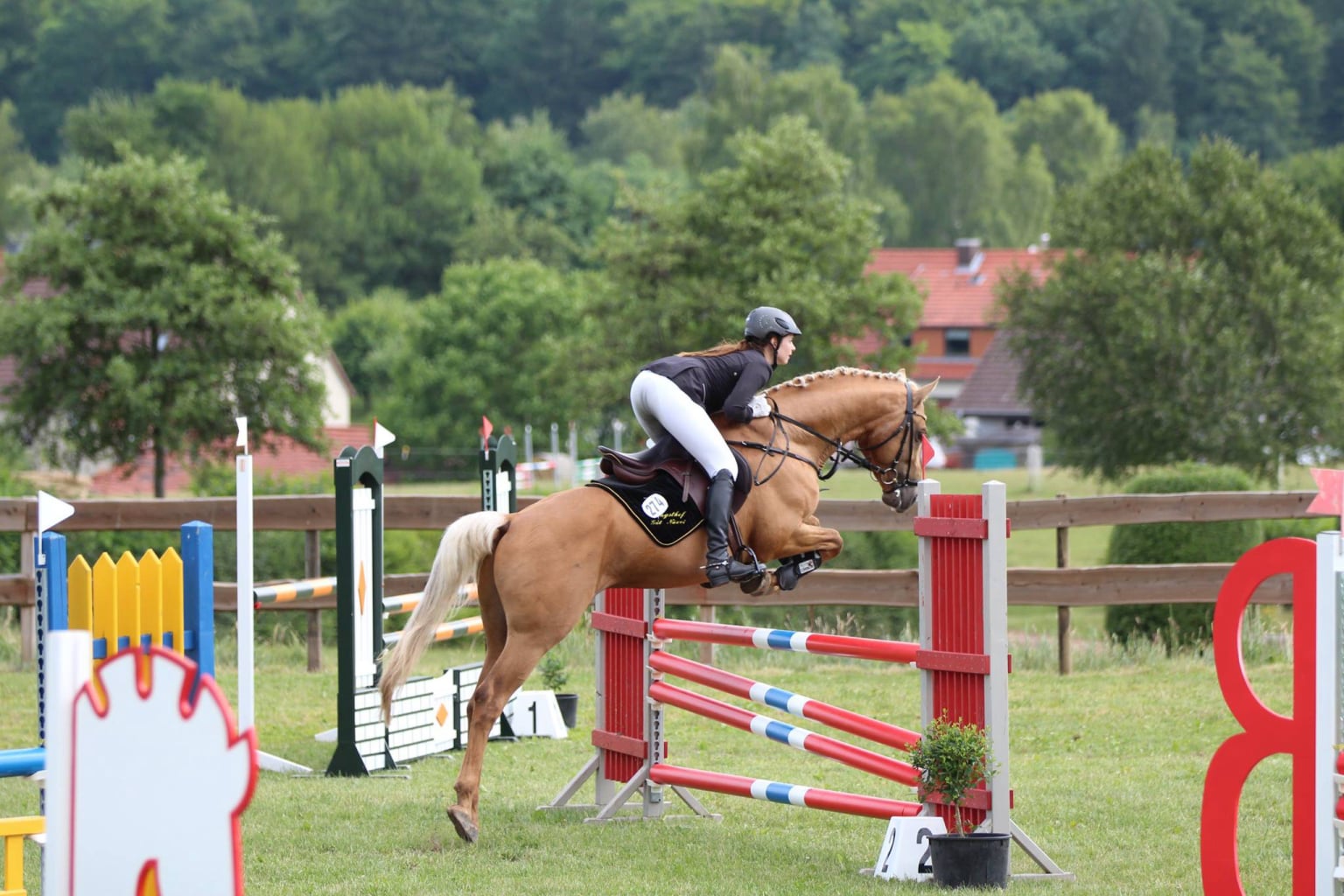 Soel'rings Cuvée Cremello Deckhengst mit geflochtener Mähne – Detailaufnahme des Kleinen Deutschen Reitpferdes vom Hengsthof Gut Nüxei im Harz