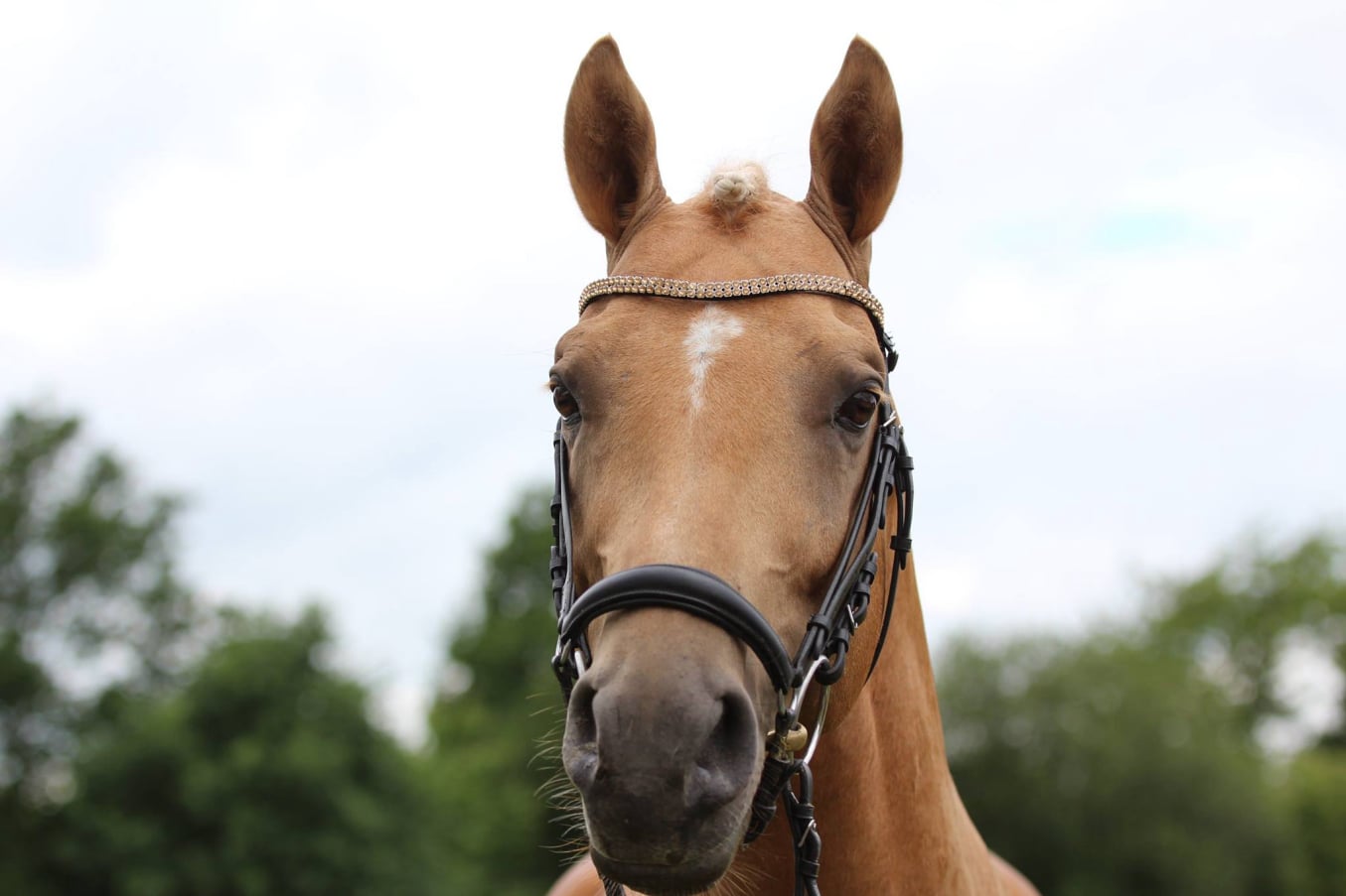 Söl´rings Triple X Deckhengst, Palomino, Kleines Deutsches Reitpferd, Hengsthof Gut Nüxei im Harz