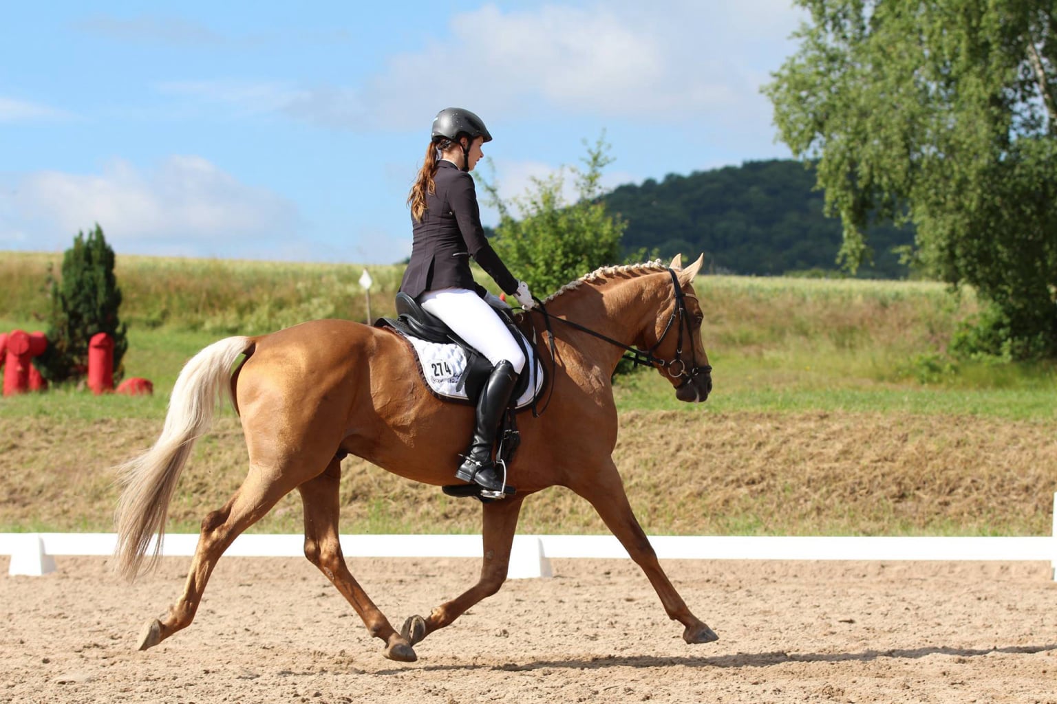 Soel'rings Cuvée Cremello Deckhengst mit geflochtener Mähne – Detailaufnahme des Kleinen Deutschen Reitpferdes vom Hengsthof Gut Nüxei im Harz
