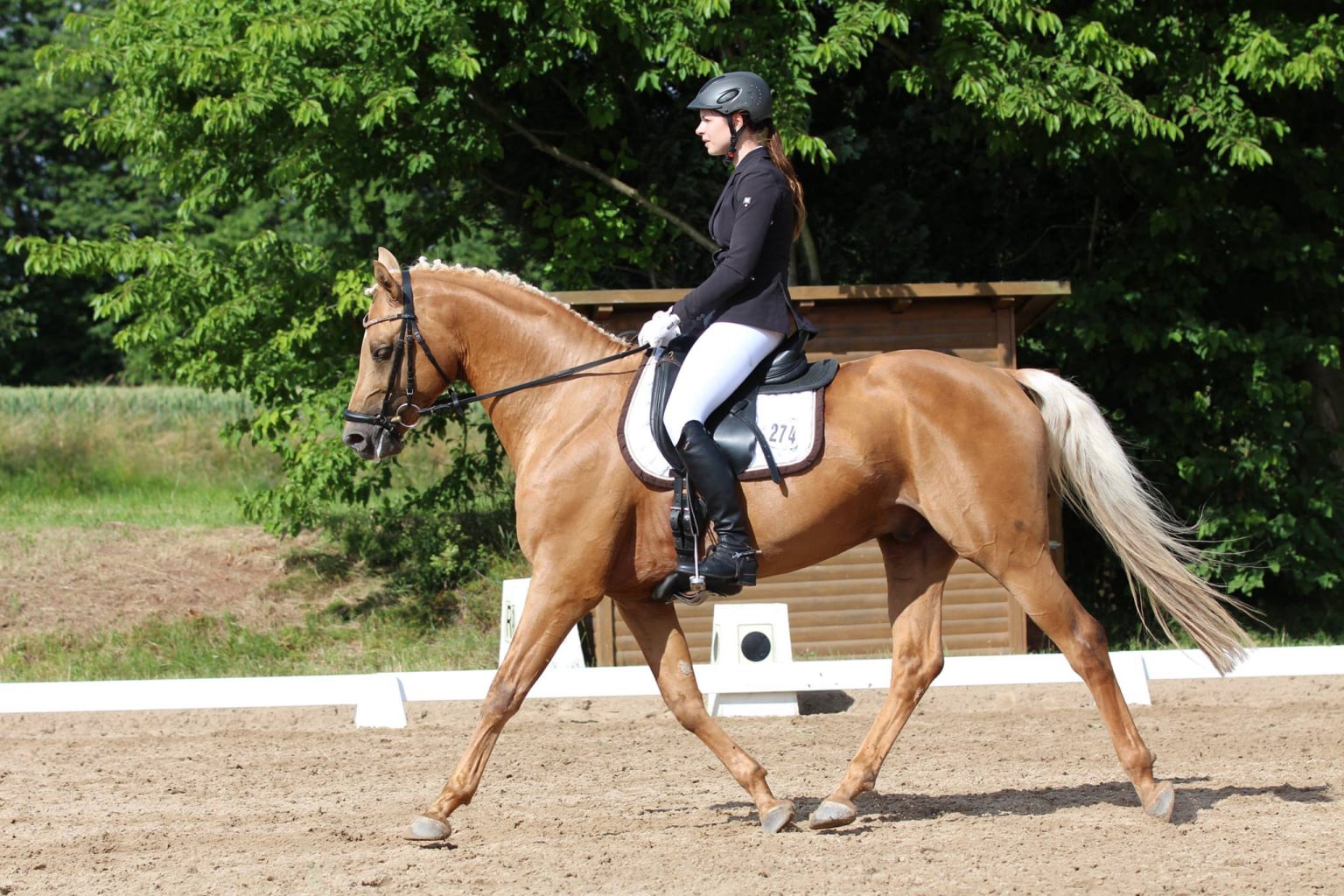 Soel'rings Cuvée Cremello Deckhengst mit geflochtener Mähne – Detailaufnahme des Kleinen Deutschen Reitpferdes vom Hengsthof Gut Nüxei im Harz