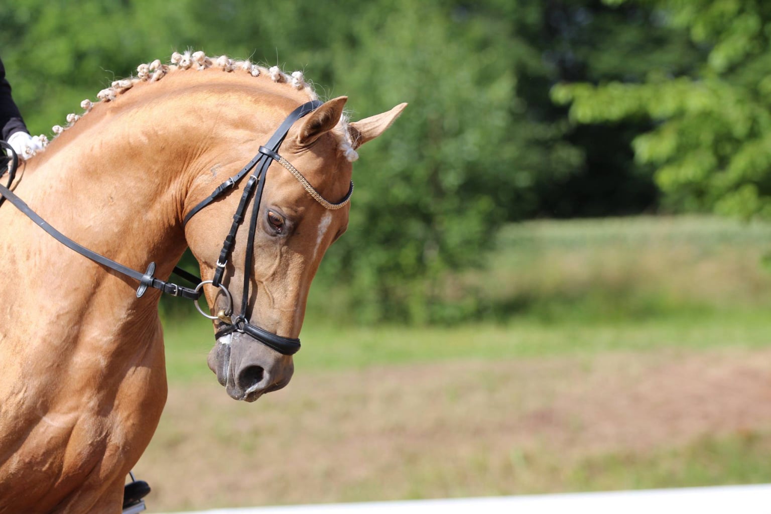 Soel'rings Cuvée Cremello Deckhengst mit geflochtener Mähne – Detailaufnahme des Kleinen Deutschen Reitpferdes vom Hengsthof Gut Nüxei im Harz