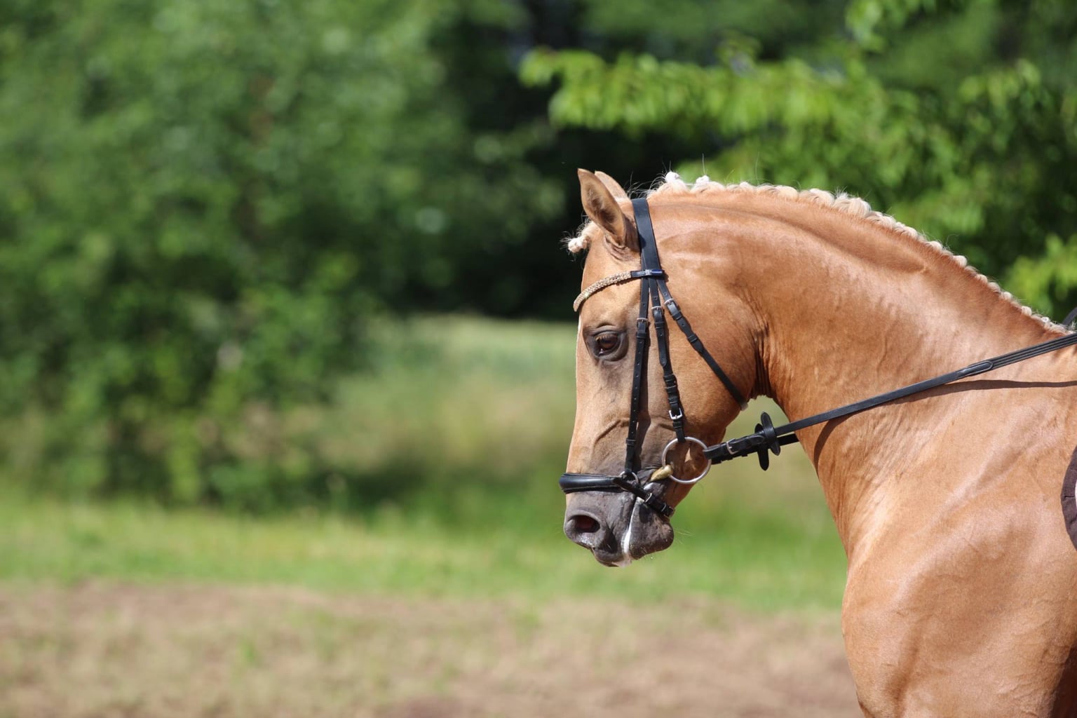 Soel'rings Cuvée Cremello Deckhengst mit geflochtener Mähne – Detailaufnahme des Kleinen Deutschen Reitpferdes vom Hengsthof Gut Nüxei im Harz